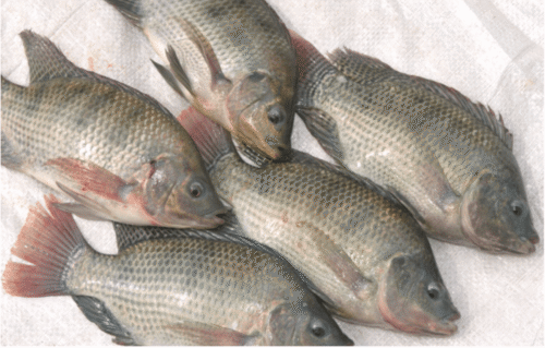 Frozen Tilapia Fish